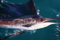 Sailfish, Tagged and Released, Fishing Florida Keys_Hanson Carroll_093