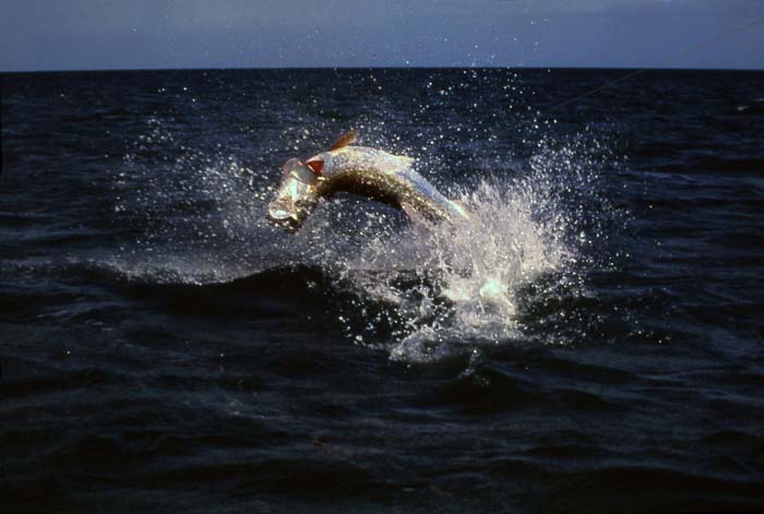 1991-HansonCarroll  Tarpon Jump, Florida Keys, 132
