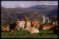 Vermont Fall Cows 021