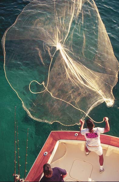 Castnet BaitFishing, CharteBoat, Florida Keys_Hanson Carroll_098