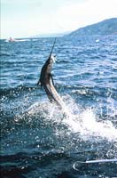 Marlin JUmping, Costa Rica, Hanson Carroll_054