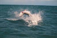 Tarpon, Flyfishing Jump, Islamorada, Florida Keys_Hanson Carroll_ll_036