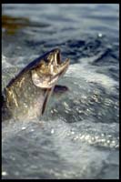 Trout FlyFishing, WhiteRiver Vermont_Hanson Carroll_0003