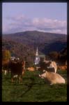 Vermont Fall Cows 022